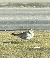 Chroicocephalus ridibundus