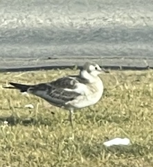 Chroicocephalus ridibundus