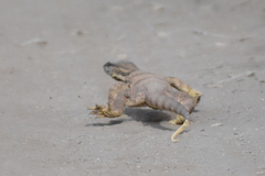 Varanus griseus caspius