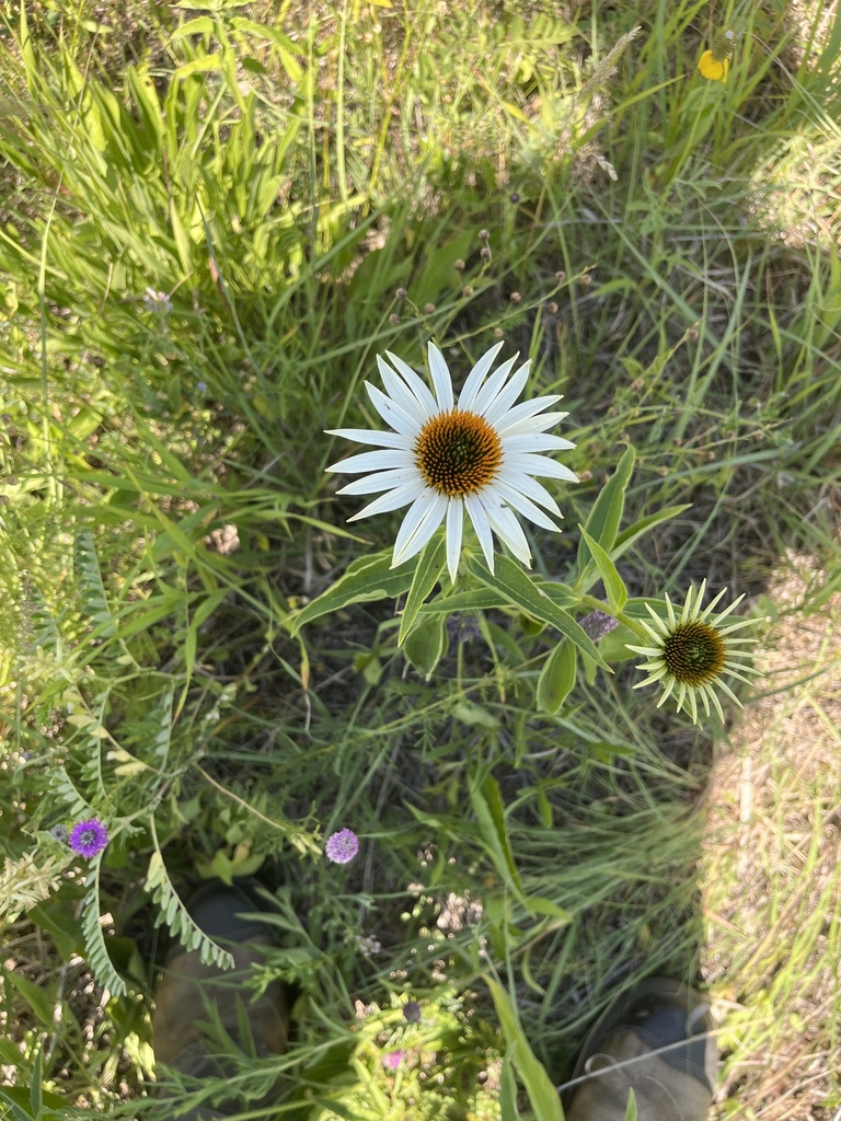coneflowers from Sisseton, SD, US on July 14, 2022 at 1225 PM by