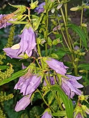 Campanula trachelium