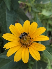 Melissodes subillatus