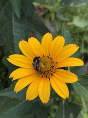 Melissodes subillatus