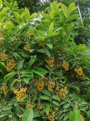 Ehretia tinifolia