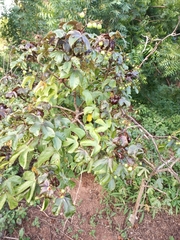 Magnoliopsida