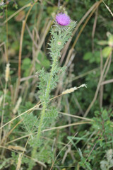 Carduus nutans nutans