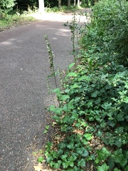 Epipactis helleborine helleborine
