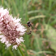 Physocephala rufipes