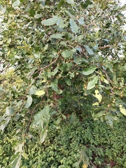 Magnoliopsida