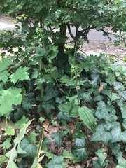 Epipactis helleborine helleborine