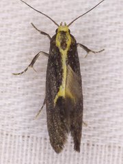 Polix coloradella