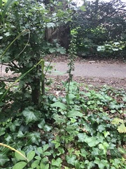 Epipactis helleborine helleborine