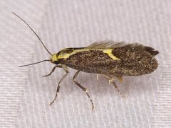Polix coloradella