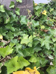 Epipactis helleborine helleborine