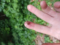 Hadrobunus maculosus