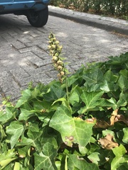 Epipactis helleborine helleborine