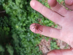 Hadrobunus maculosus