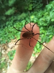 Hadrobunus maculosus