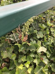 Epipactis helleborine helleborine