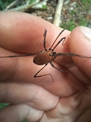 Hadrobunus maculosus