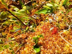 Drosera rotundifolia