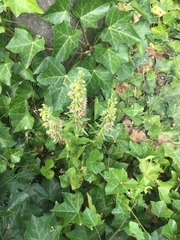 Epipactis helleborine helleborine