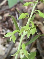 Epipactis leptochila