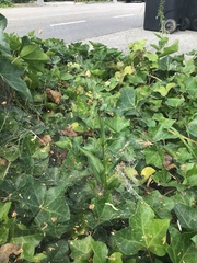 Epipactis helleborine helleborine