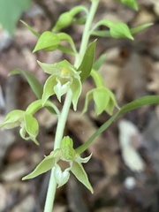 Epipactis leptochila