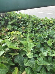 Epipactis helleborine helleborine