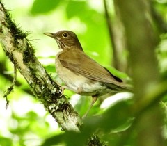 Turdus assimilis