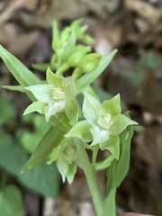 Epipactis leptochila