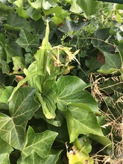 Epipactis helleborine helleborine