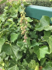 Epipactis helleborine helleborine