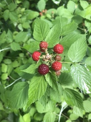 Rubus occidentalis