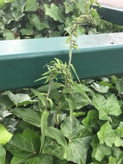 Epipactis helleborine helleborine