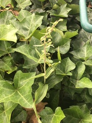 Epipactis helleborine helleborine