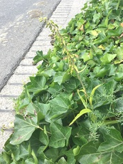 Epipactis helleborine helleborine