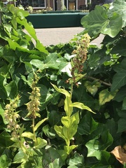 Epipactis helleborine helleborine