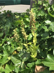 Epipactis helleborine helleborine