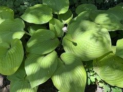 Hosta
