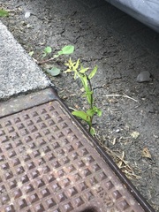 Epipactis helleborine helleborine