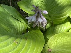 Hosta