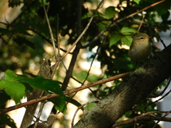 Phylloscopus collybita