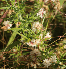 Cuscuta epithymum epithymum