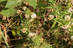 Cuscuta epithymum epithymum