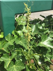 Epipactis helleborine helleborine