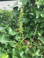 Epipactis helleborine helleborine