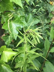 Epipactis helleborine helleborine