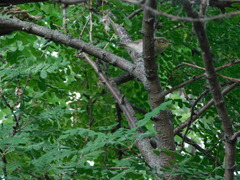 Phylloscopus collybita